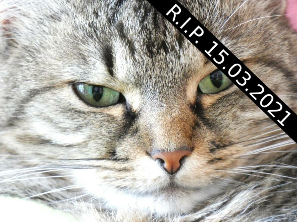 Puschelkatze Kira