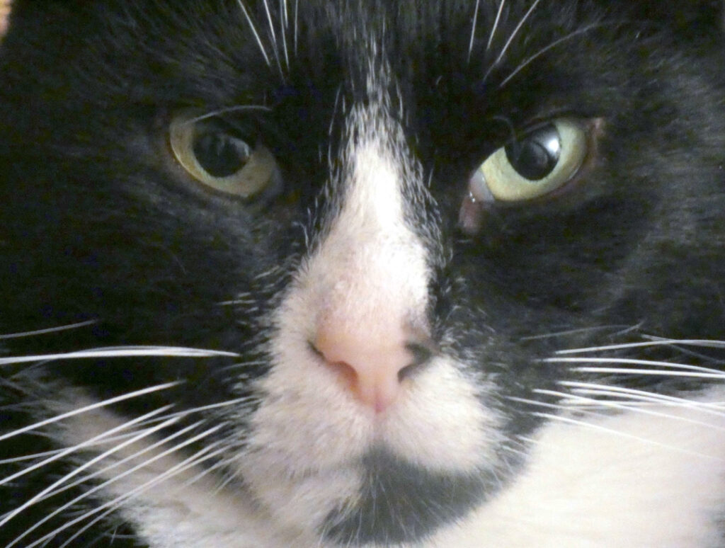unser Kater Tobi
