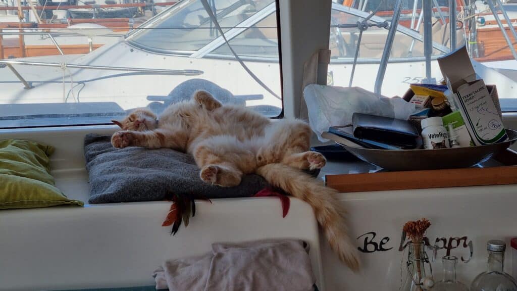 Katzenleben